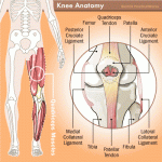 Nutrition Solutions for Knee and Joint Issues