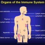 Immune system 